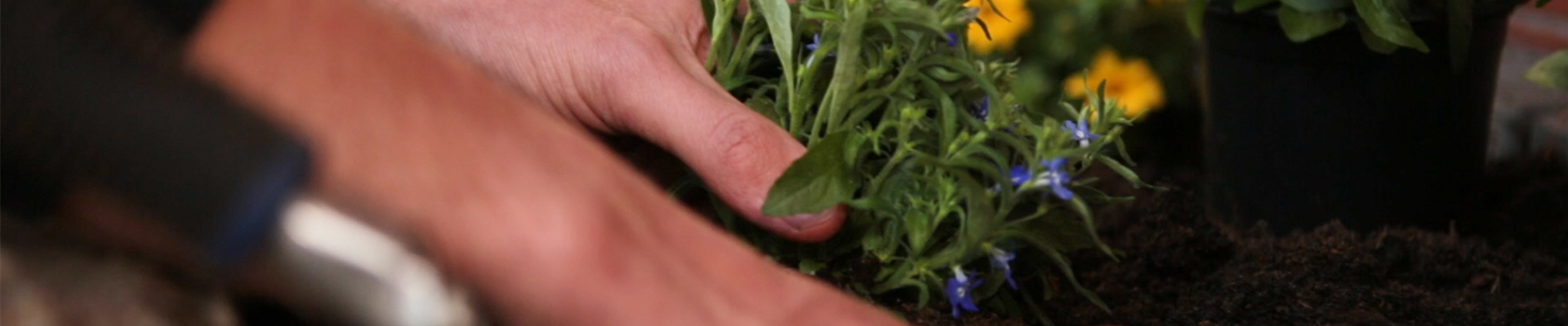 Männertreu - Einpflanzen im Garten (thumbnail) Männertreu - Einpflanzen im Garten (thumbnail)