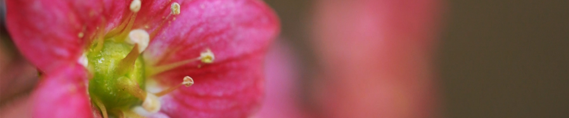 Moossteinbrech - Einpflanzen im Garten (thumbnail) Moossteinbrech - Einpflanzen im Garten (thumbnail)