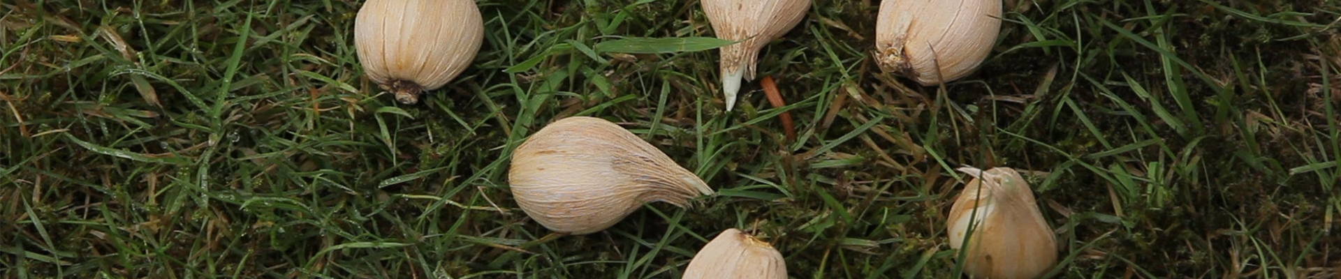 Netzblatt-Schwertlilie - Blumenzwiebeln einpflanzen (thumbnail)