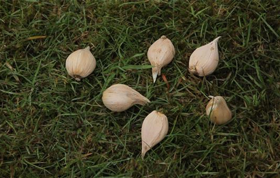 Netzblatt-Schwertlilie - Blumenzwiebeln einpflanzen