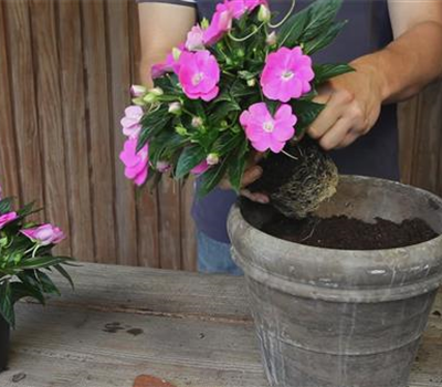 Edellieschen - Einpflanzen in ein Gefäß Edellieschen - Einpflanzen in ein Gefäß