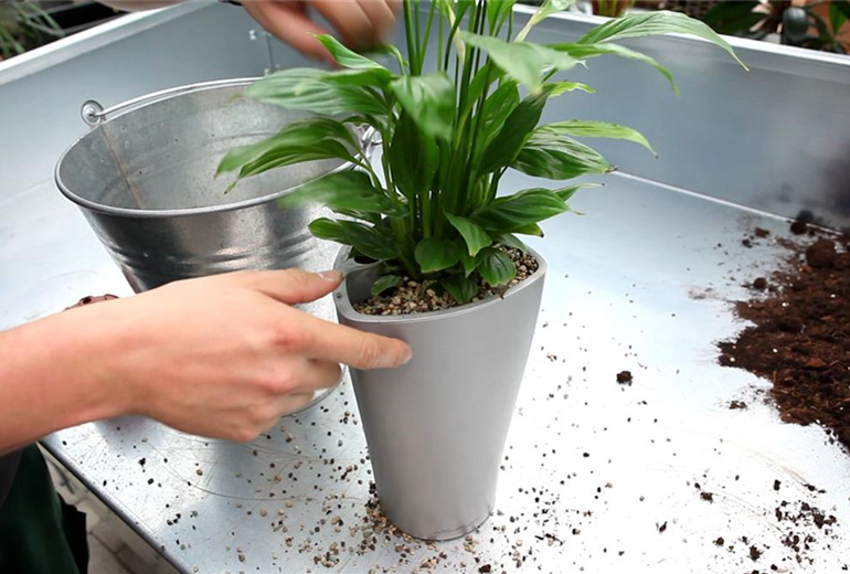 Einblatt - Einpflanzen in ein Gefäß (4) Einblatt - Einpflanzen in ein Gefäß (4)