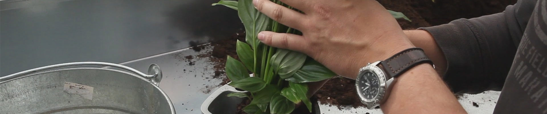 Einblatt - Einpflanzen in ein Gefäß (thumbnail) Einblatt - Einpflanzen in ein Gefäß (thumbnail)