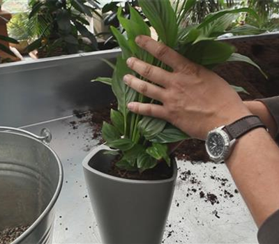 Einblatt - Einpflanzen in ein Gefäß Einblatt - Einpflanzen in ein Gefäß