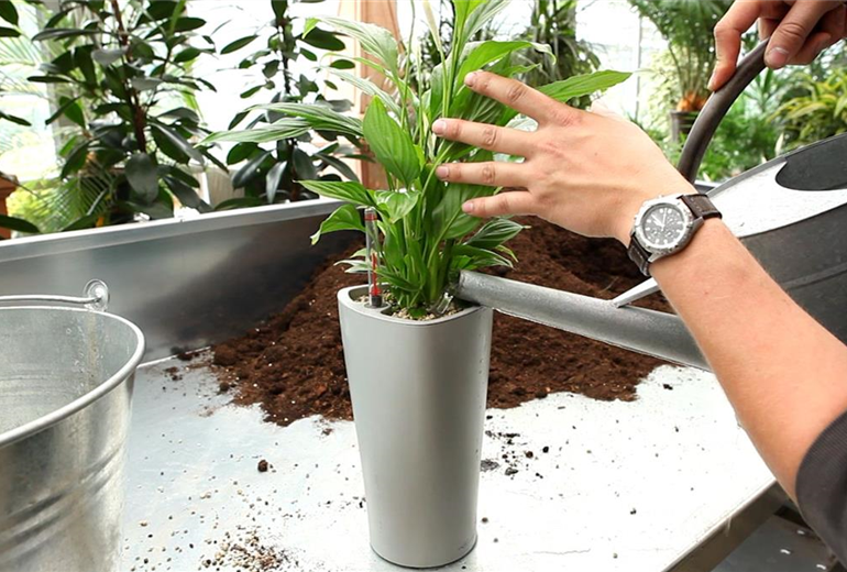 Einblatt - Einpflanzen in ein Gefäß (6) Einblatt - Einpflanzen in ein Gefäß (6)