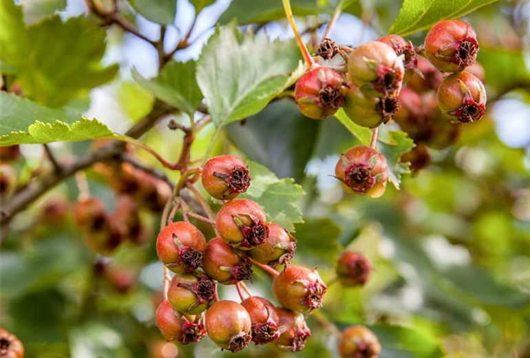Crataegus coccinea Crataegus coccinea