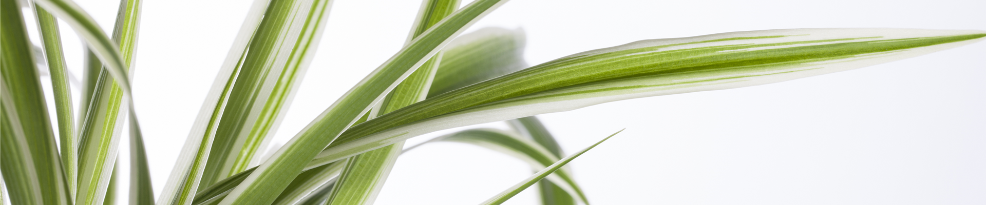 Chlorophytum comosum Chlorophytum comosum