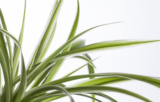 Die Grünlilie in einer Hydrokultur Die Grünlilie in einer Hydrokultur