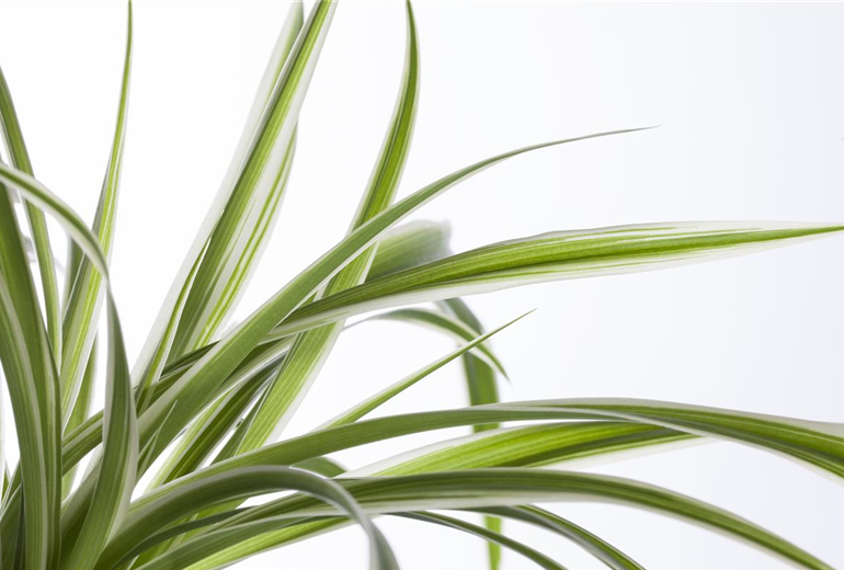 Chlorophytum comosum Chlorophytum comosum