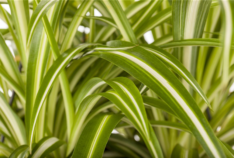 Chlorophytum comosum 'Variegatum' Chlorophytum comosum 'Variegatum'