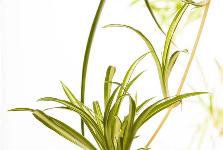 Chlorophytum comosum Chlorophytum comosum