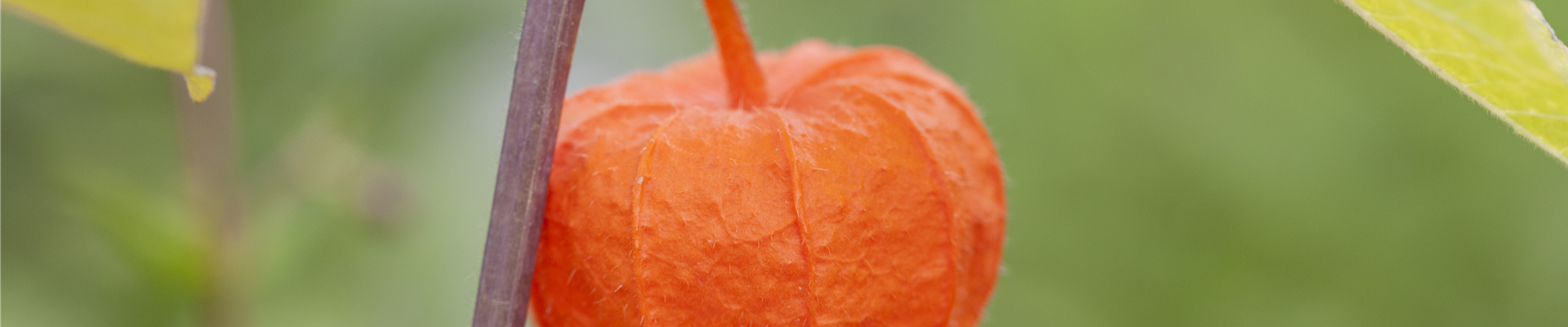 Physalis alkekengi var. franchetii