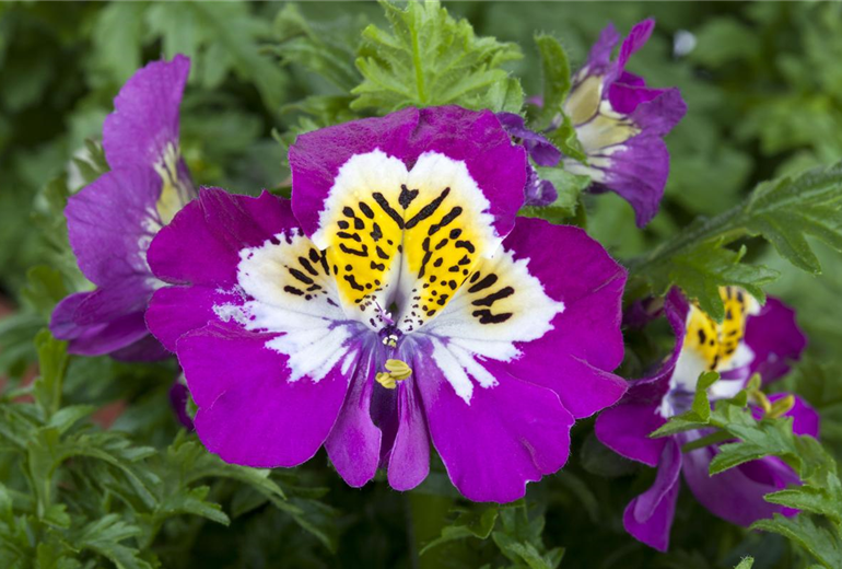 Schizanthus wisetonensis Schizanthus wisetonensis