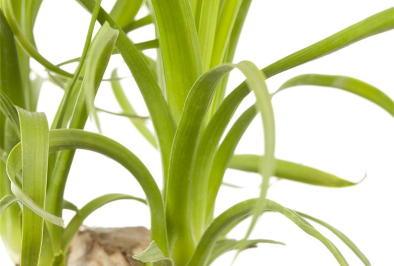 Beaucarnea recurvata