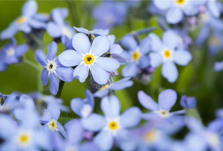 Myosotis sylvatica, blau