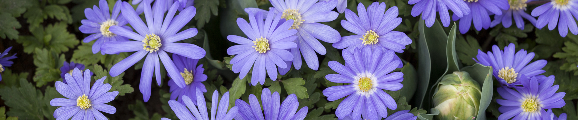 Anemone blanda Anemone blanda