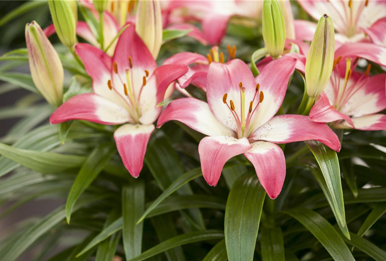 Lilium, rosa Lilium, rosa