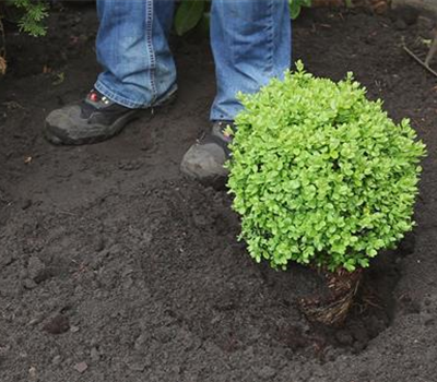 Buchsbaum - Einpflanzen im Garten Buchsbaum - Einpflanzen im Garten
