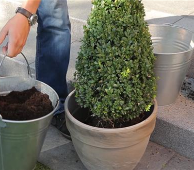 Buchsbaum - Einpflanzen in ein Gefäß Buchsbaum - Einpflanzen in ein Gefäß