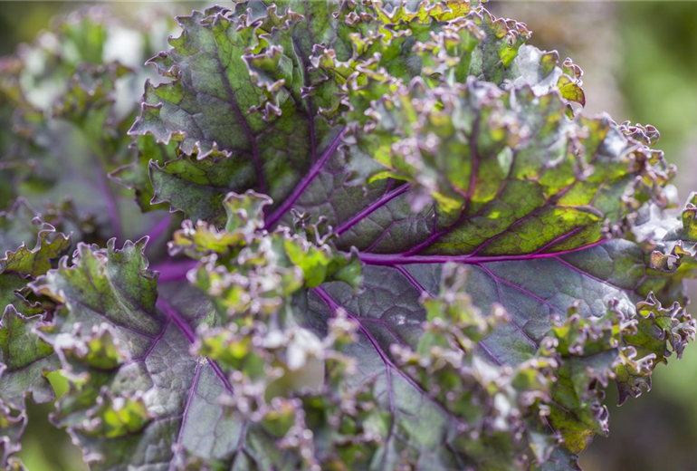Brassica oleracea var. sabellica