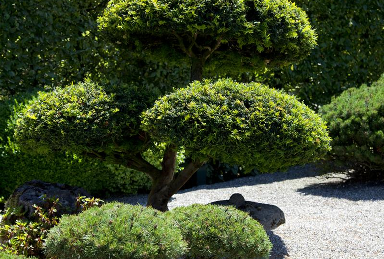 Pinus mugo