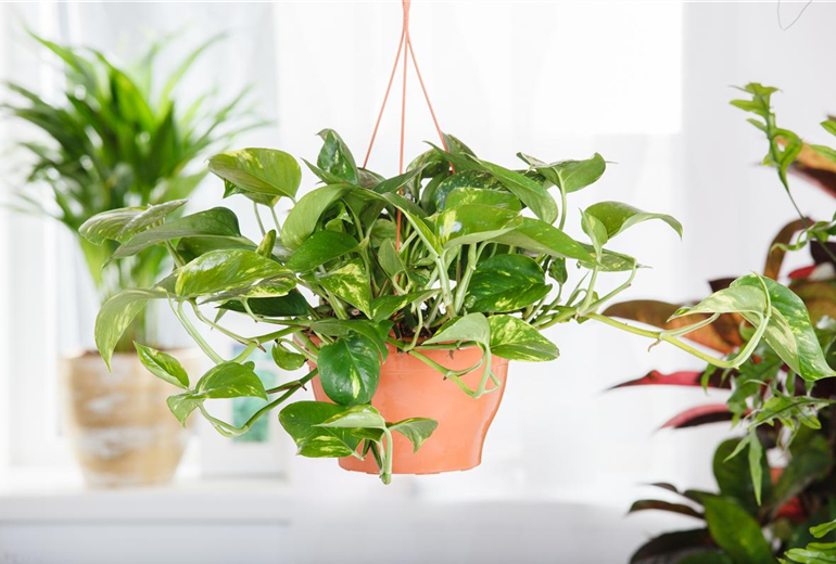 Epipremnum aureum Epipremnum aureum