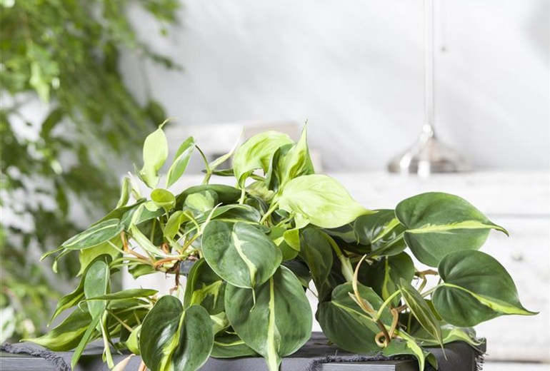 Epipremnum aureum Epipremnum aureum