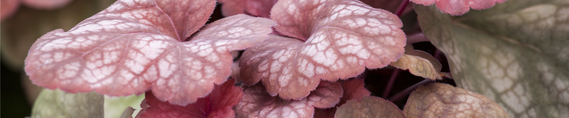 Heuchera 'Amber Lady' Heuchera 'Amber Lady'