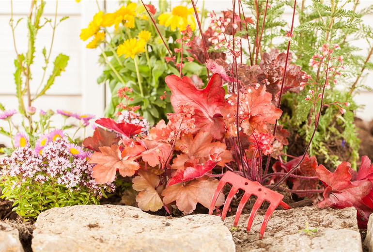 Heuchera, rot Heuchera, rot