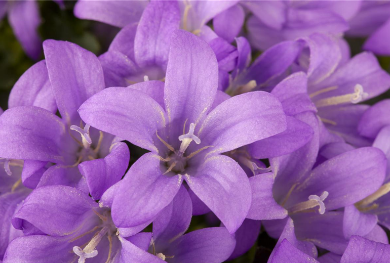 Campanula portenschlagiana
