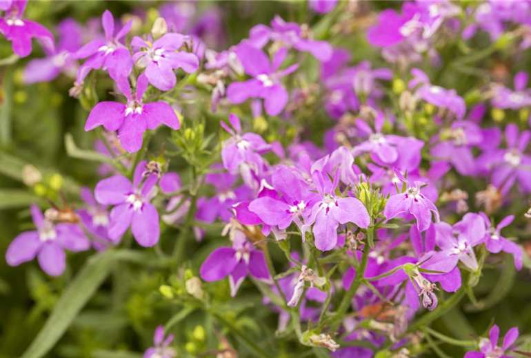 Lobelia erinus, rosa Lobelia erinus, rosa