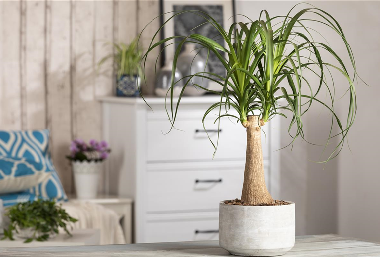 Beaucarnea recurvata, Stamm