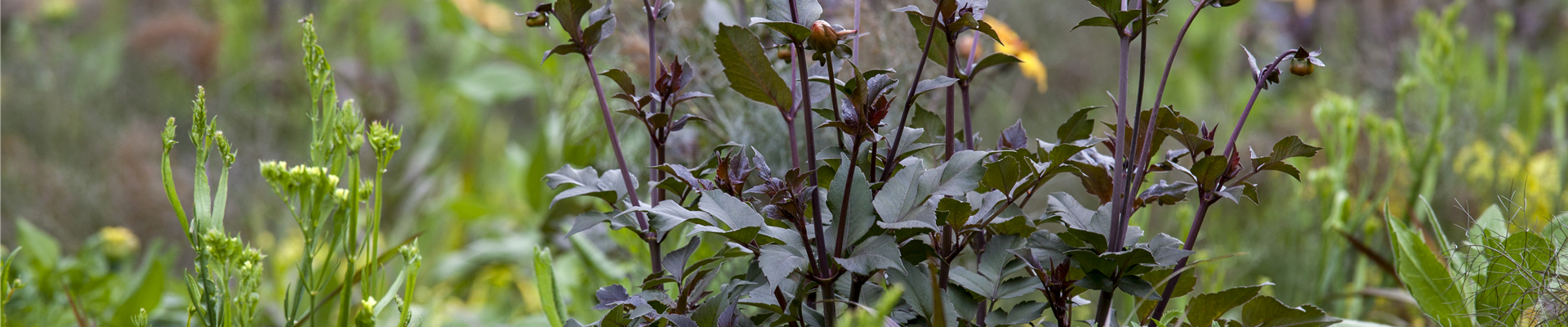 Dahlia 'Bishop of York'