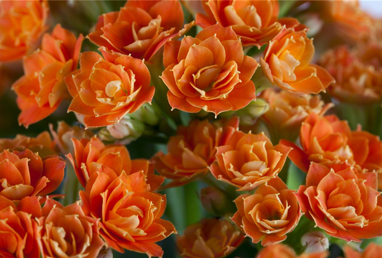 Kalanchoe