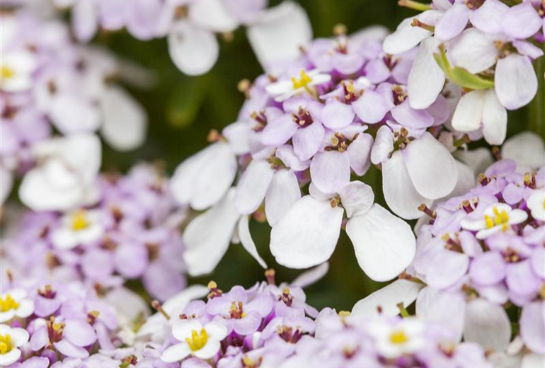 Iberis sempervirens, rosa