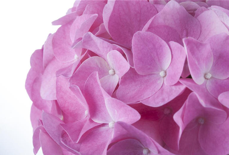 Hydrangea macrophylla, rosa