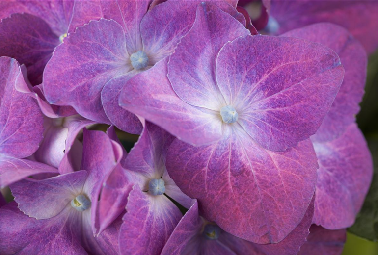 Hydrangea macrophylla, lila