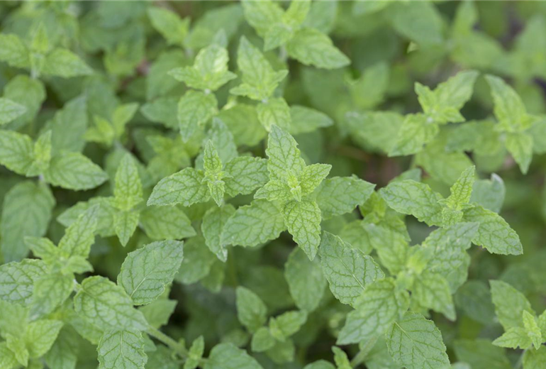 Mentha x piperita Mentha x piperita