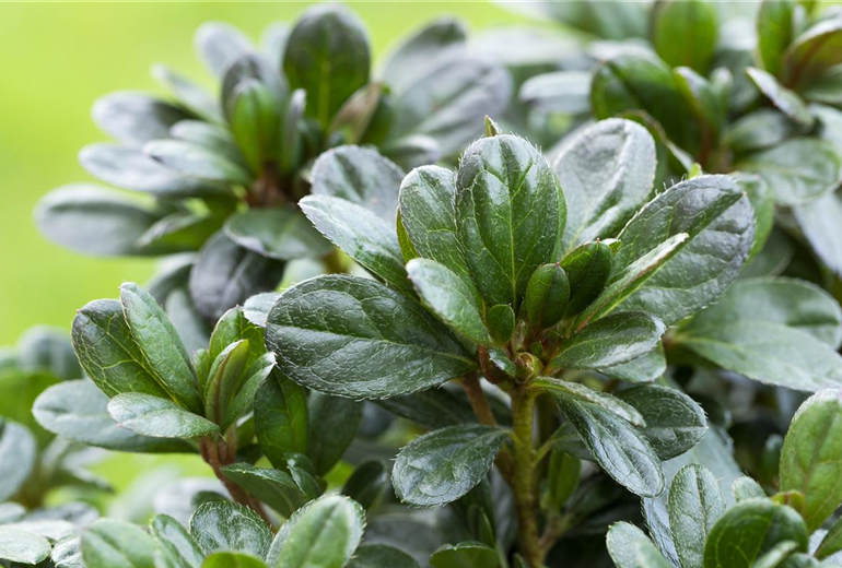 Rhododendron obtusum 'Canzonetta'