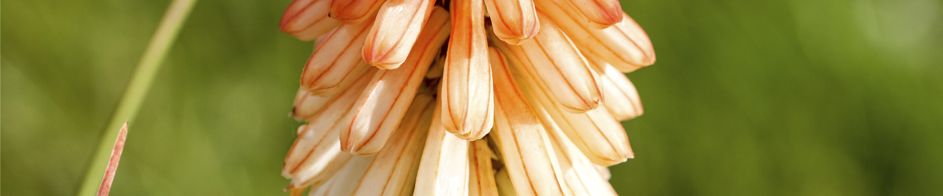 Kniphofia uvaria 'Papaya Popsicle'