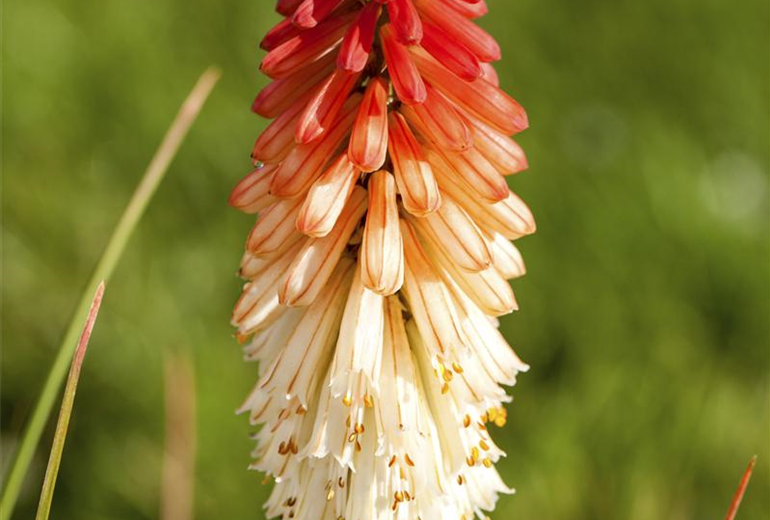 Kniphofia uvaria 'Papaya Popsicle'