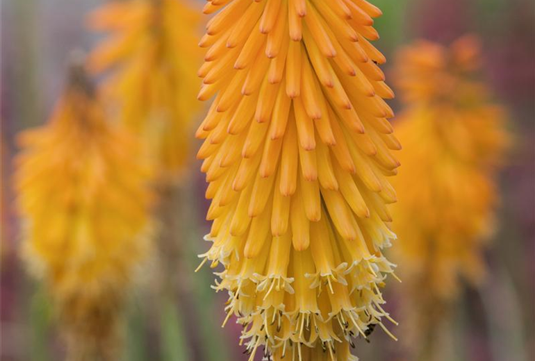 Kniphofia 'Mango Popsicle'(s)