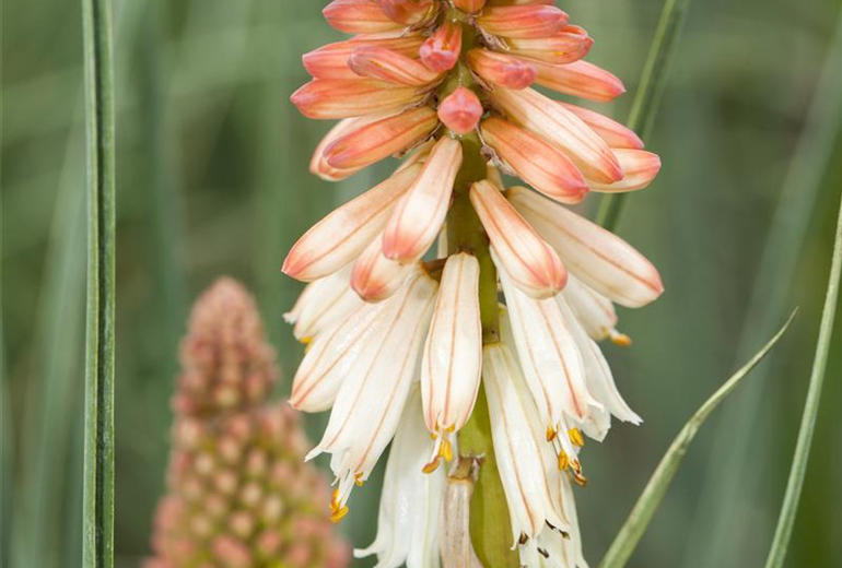 Kniphofia 'Orange Vanilla Popsicle'(s)