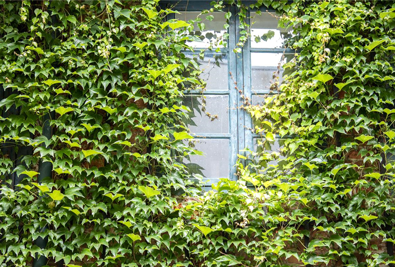 Parthenocissus tricuspidata Parthenocissus tricuspidata