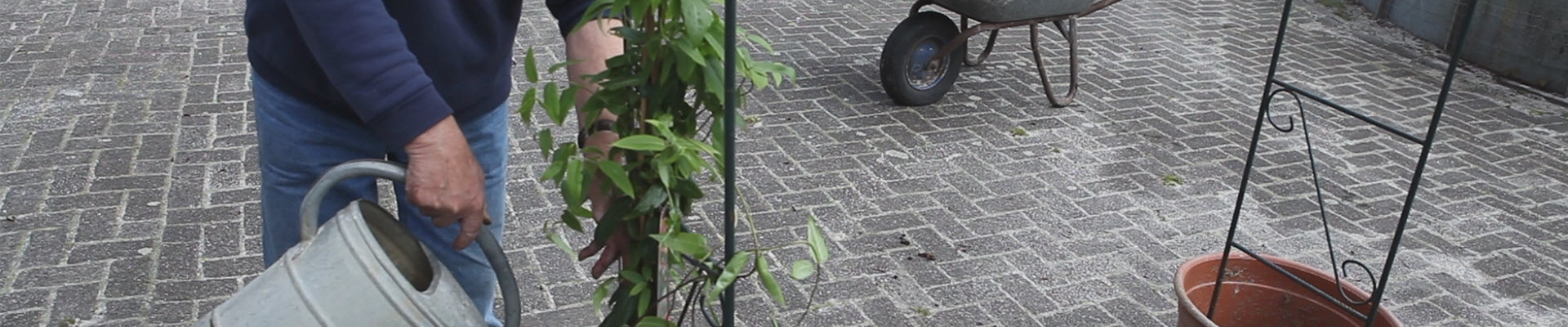 Immergrünes Geißblatt - Einpflanzen am Rankbogen (thumbnail)