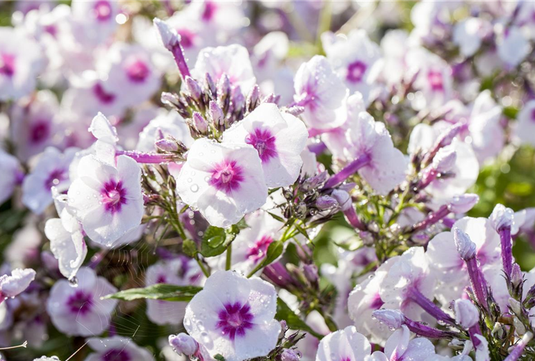 Phlox paniculata 'Bright Eyes' Phlox paniculata 'Bright Eyes'