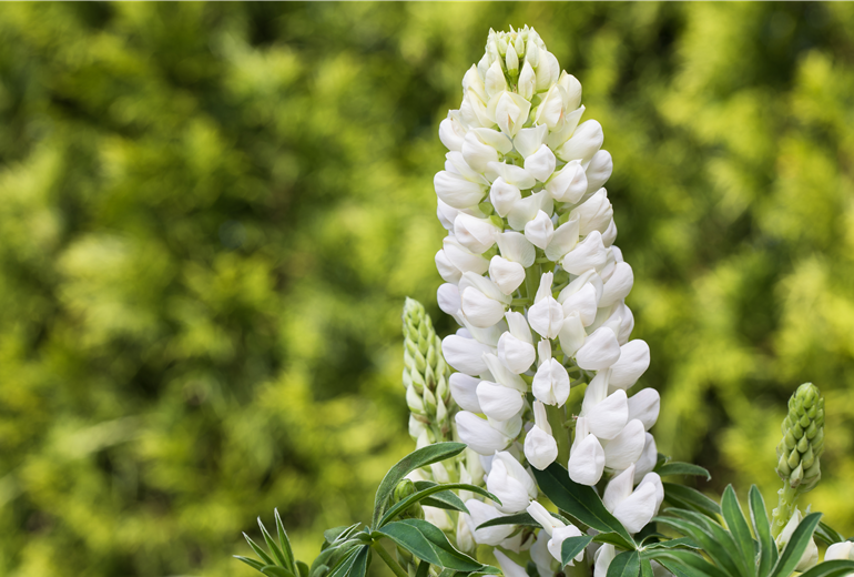 Lupinus polyphyllus, weiß