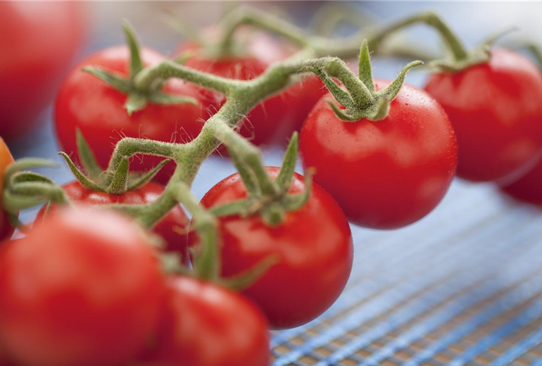 Solanum lycopersicum var. cerasiforme 'Philovita F1' Solanum lycopersicum var. cerasiforme 'Philovita F1'