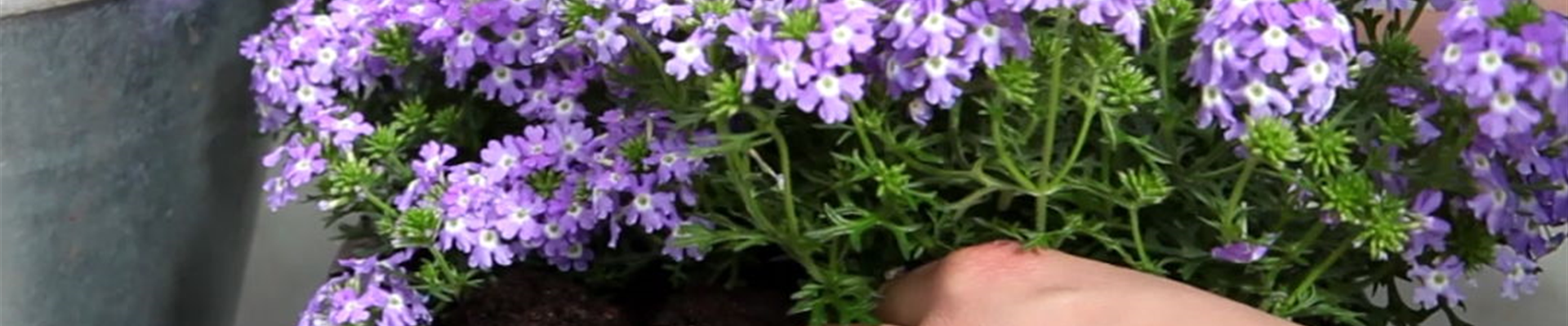 Eisenkraut - Einpflanzen in ein Gefäß (4) Eisenkraut - Einpflanzen in ein Gefäß (4)