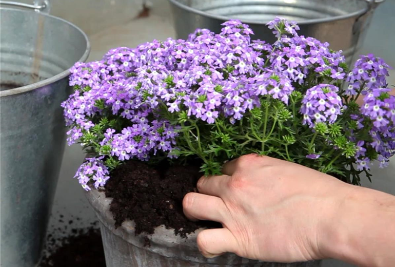 Eisenkraut - Einpflanzen in ein Gefäß (4) Eisenkraut - Einpflanzen in ein Gefäß (4)